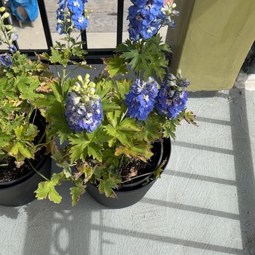 Photo of the plant species Candle Larkspur by @BubblyYuzu0 named Curie on Greg, the plant care app