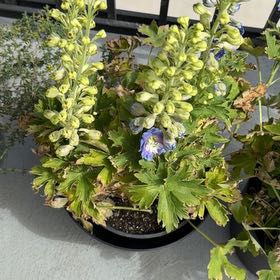 Photo of the plant species Candle Larkspur by @BubblyYuzu0 named Drake on Greg, the plant care app