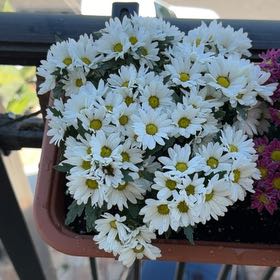 Photo of the plant species Bruisewort by @BubblyYuzu0 named Peter Parker on Greg, the plant care app