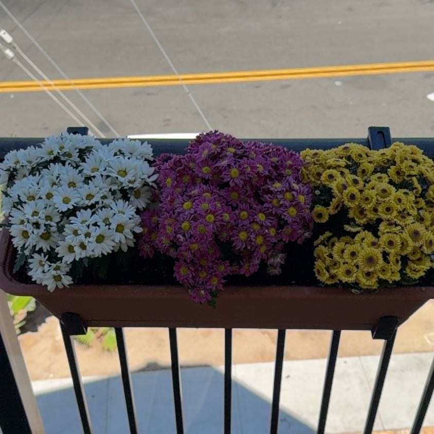 Photo of the plant species Callistephus Chinensis by @BubblyYuzu0 named Luna on Greg, the plant care app