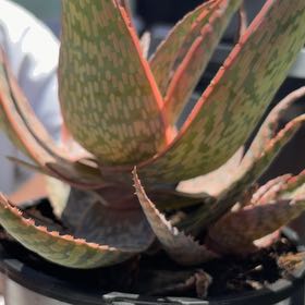 Photo of the plant species Aloe Electric 'Circuit Breaker' by @SirGarlic18 named Circuit on Greg, the plant care app