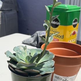 Photo of the plant species Echeveria 'River Blue' by @SirGarlic18 named Blue on Greg, the plant care app