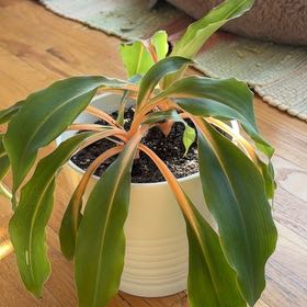 Photo of the plant species Mandarin Spider Plant by @ReveredGrass83 named Mandy on Greg, the plant care app
