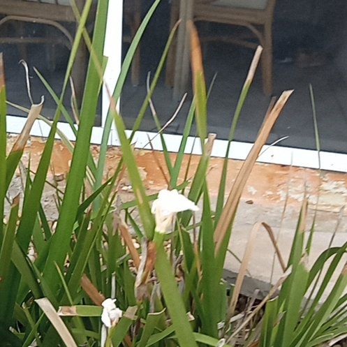 Photo of the plant species Dietes Grandiflora by @BigMizuna98 named Khaleesi on Greg, the plant care app