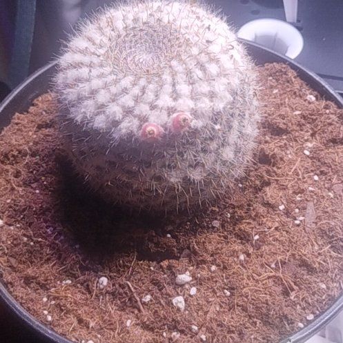 Photo of the plant species Old Lady Cactus by @YiftKohleria98 named Little man on Greg, the plant care app
