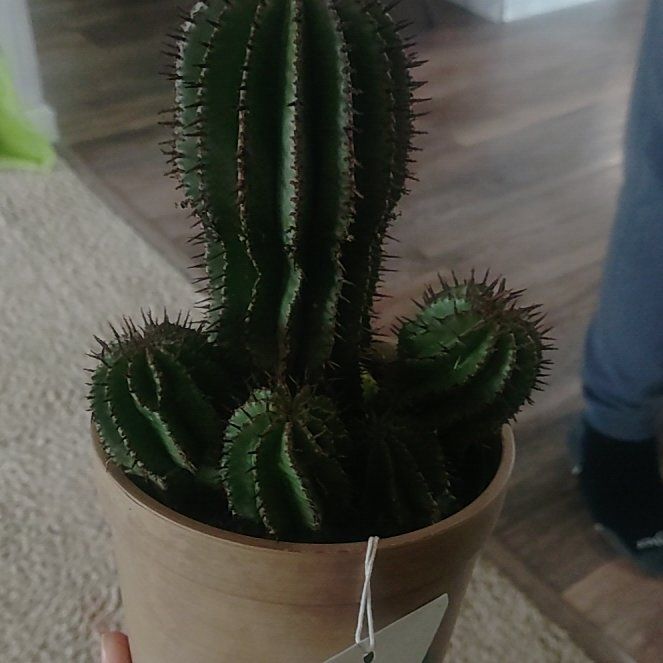 Photo of the plant species Mexican Giant Cactus by @SisterlySalad99 named James Dean on Greg, the plant care app
