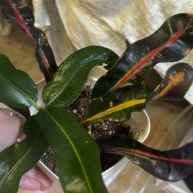 Photo of the plant species Mammy Croton by @YernSandleek79 named Sahara on Greg, the plant care app