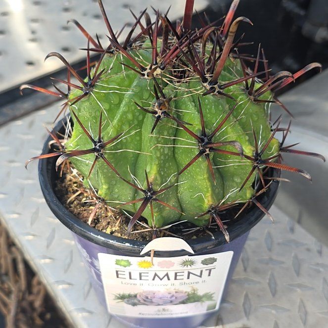 Photo of the plant species Barrel Cactus by @HolyRose89 named Eva on Greg, the plant care app