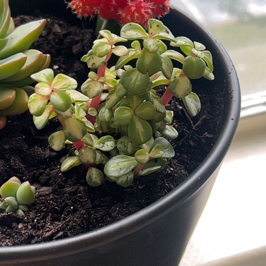 Photo of the plant species elephant bush by @FunnyMayten53 named Duke on Greg, the plant care app