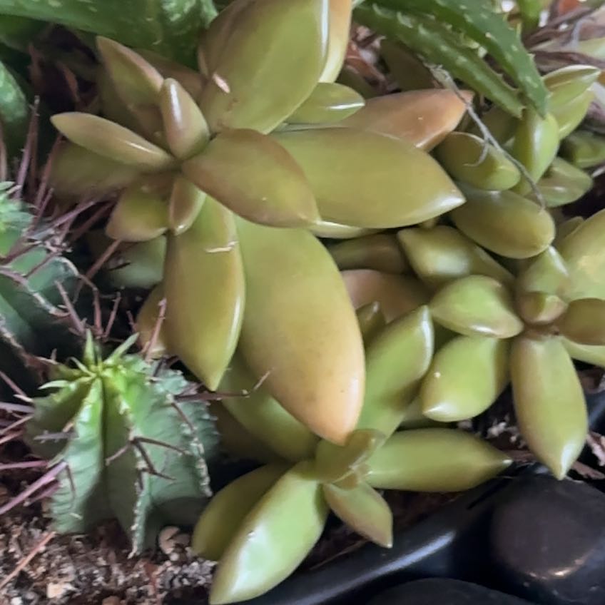 Photo of the plant species Golden Sedum by @SmashingPecan86 named Orwell on Greg, the plant care app