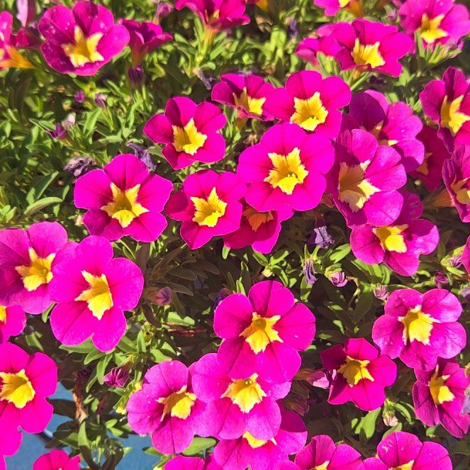 Photo of the plant species Common Primrose by @SirUrnplant23 named Maya on Greg, the plant care app