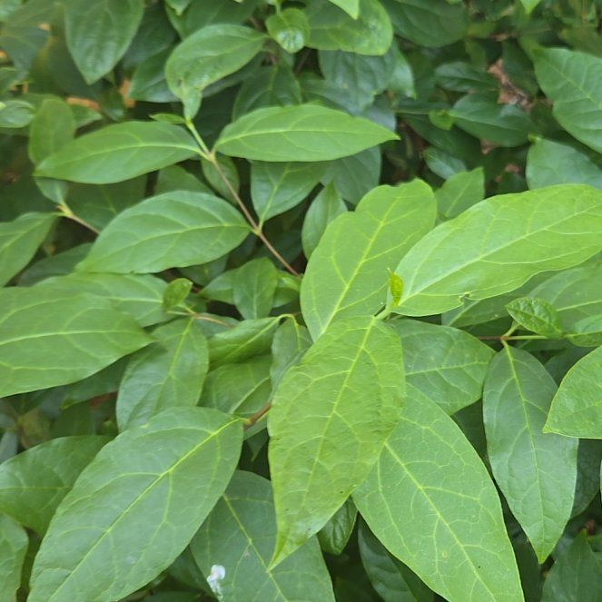 Photo of the plant species Carolina Allspice by @SirUrnplant23 named Ulysses S Plant on Greg, the plant care app