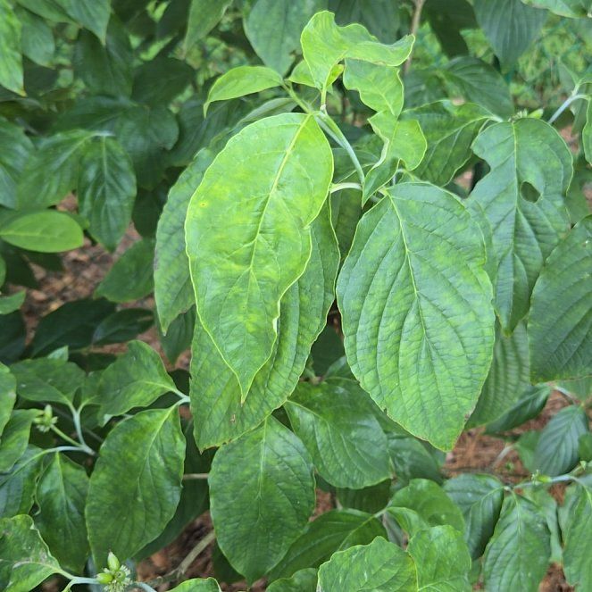 Photo of the plant species Mexican Flowering Dogwood by @SirUrnplant23 named Kesha on Greg, the plant care app