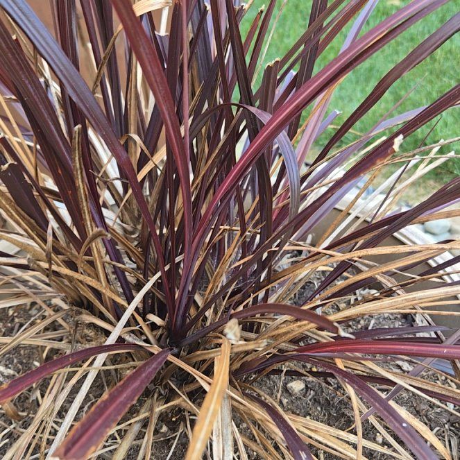 Photo of the plant species Crimson Fountaingrass by @SirUrnplant23 named Sol on Greg, the plant care app