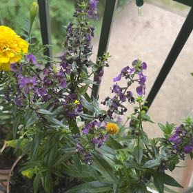 Photo of the plant species Purple Toadflax by @HolyBeebalm72 named Sonora on Greg, the plant care app