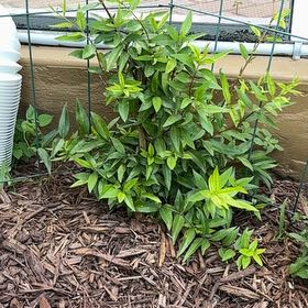 Photo of the plant species Jessamine by @SecureLichen10 named Sir Plancelot on Greg, the plant care app