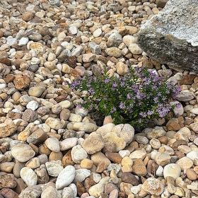 Photo of the plant species Cape May by @SecureLichen10 named Lola on Greg, the plant care app