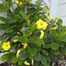Photo of the plant species Golden Trumpet by @SecureLichen10 named Baesil on Greg, the plant care app