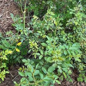 Photo of the plant species Multiflora Rose by @SecureLichen10 named Gomez on Greg, the plant care app
