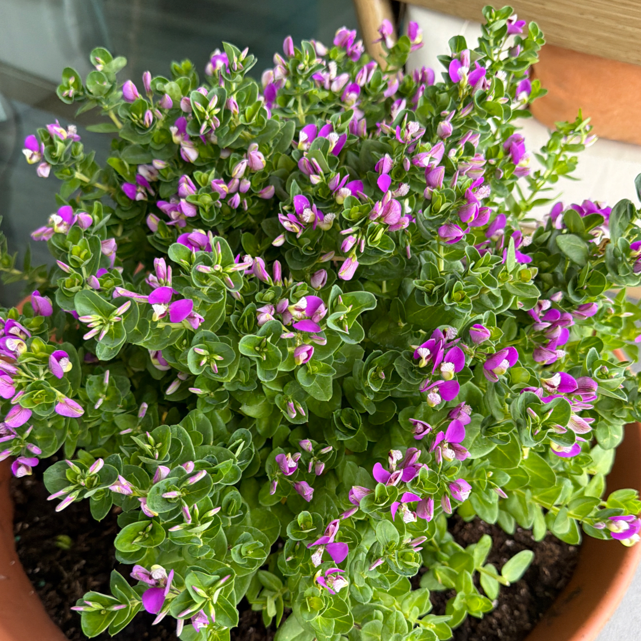 Photo of the plant species Sweet Pea Bush by @DirectComet55 named Harmony on Greg, the plant care app