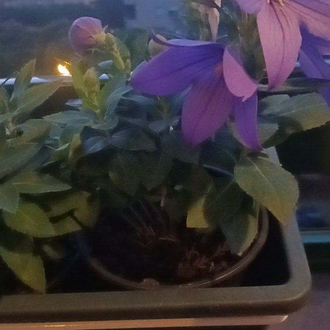 Photo of the plant species Balloon-Flower by @MindfulLime15 named Purple Baloon flower R on Greg, the plant care app