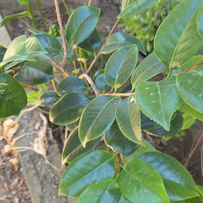Photo of the plant species Camellia by @ProFallugia99 named Orlando Bloom on Greg, the plant care app