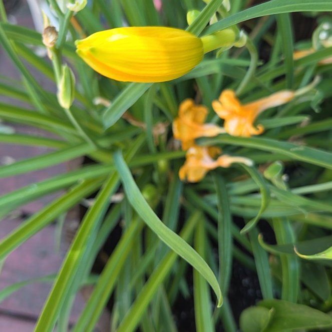 Photo of the plant species Yellow Daylily by @ProFallugia99 named Oscar on Greg, the plant care app