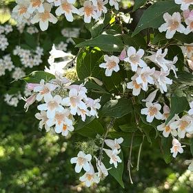 Photo of the plant species Beauty Bush by @RealStarsedge85 named Willow on Greg, the plant care app