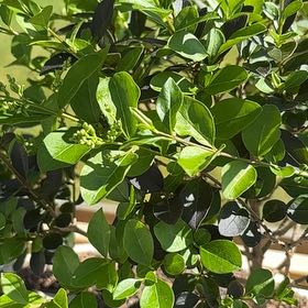 Photo of the plant species Garden Privet by @RealStarsedge85 named Homer on Greg, the plant care app