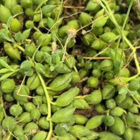 Photo of the plant species Cord Moss by @FitRedrose46 named Remington on Greg, the plant care app