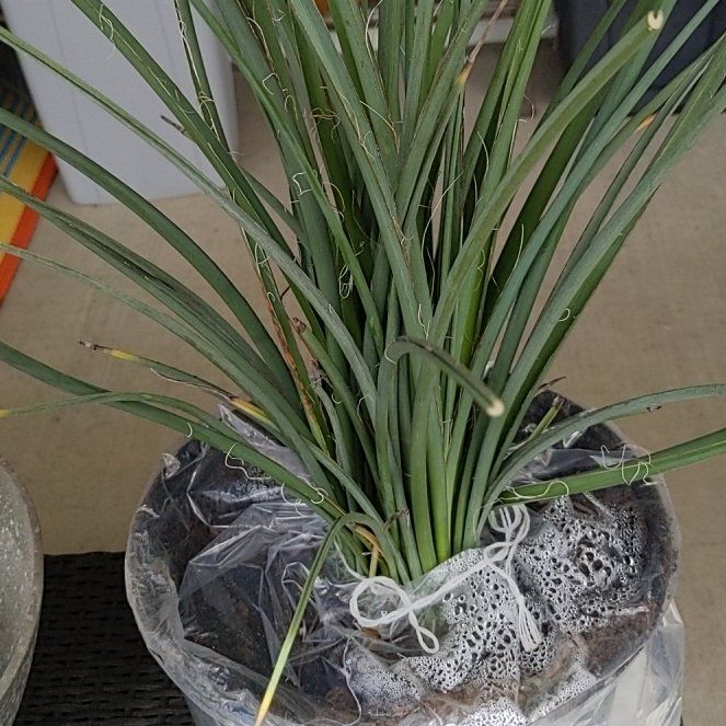 Photo of the plant species Red Yucca by @AlivePandan43 named da Vinci on Greg, the plant care app