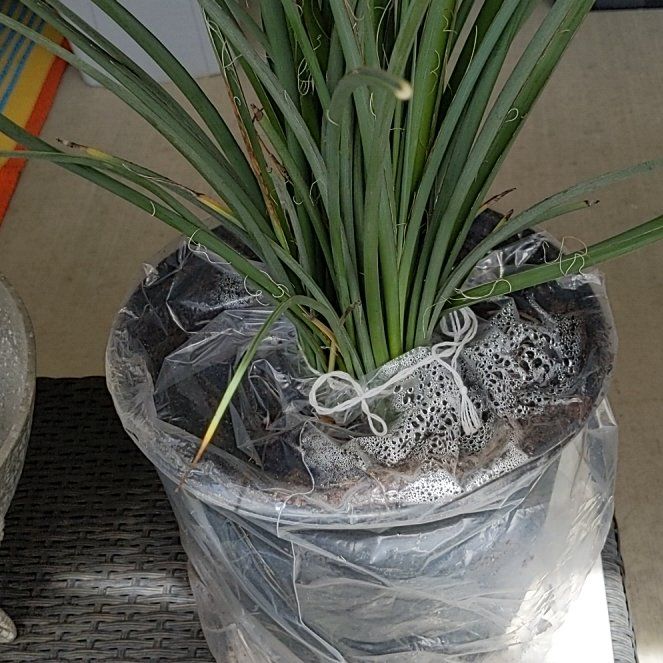 Photo of the plant species Red Yucca by @AlivePandan43 named Captain Plant-it on Greg, the plant care app