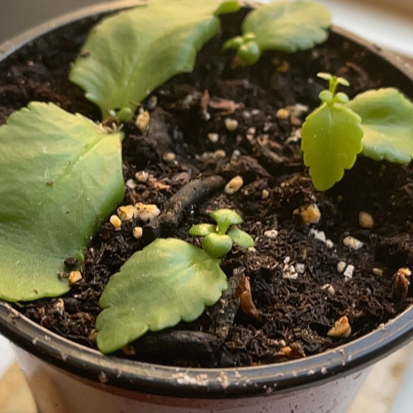Photo of the plant species Kalanchoe Tarantula by @DarlingSquash75 named Eva on Greg, the plant care app