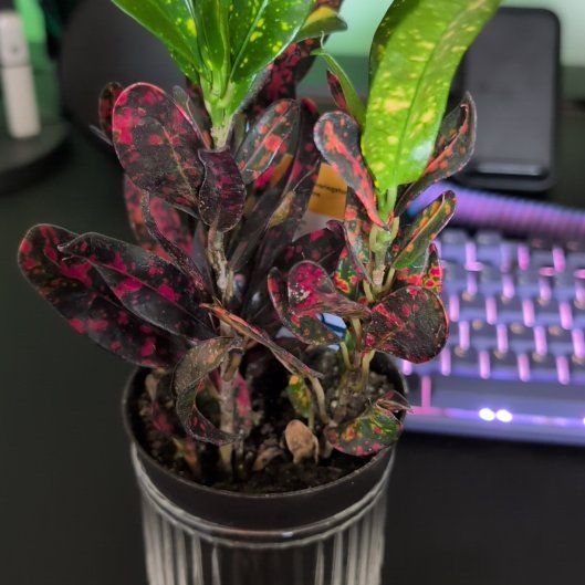 Photo of the plant species Bush on Fire Croton by @FabPapaya88 named Gaga on Greg, the plant care app