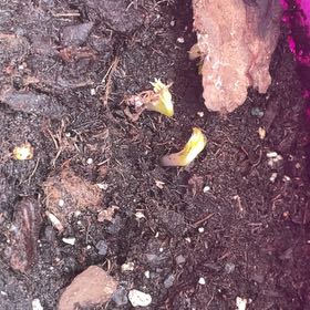 Photo of the plant species Sugar Snap Peas by @SportAgboy52 named Anne on Greg, the plant care app