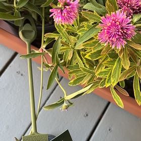 Photo of the plant species Globe Amaranth by @YesRoselle14 named Sol on Greg, the plant care app