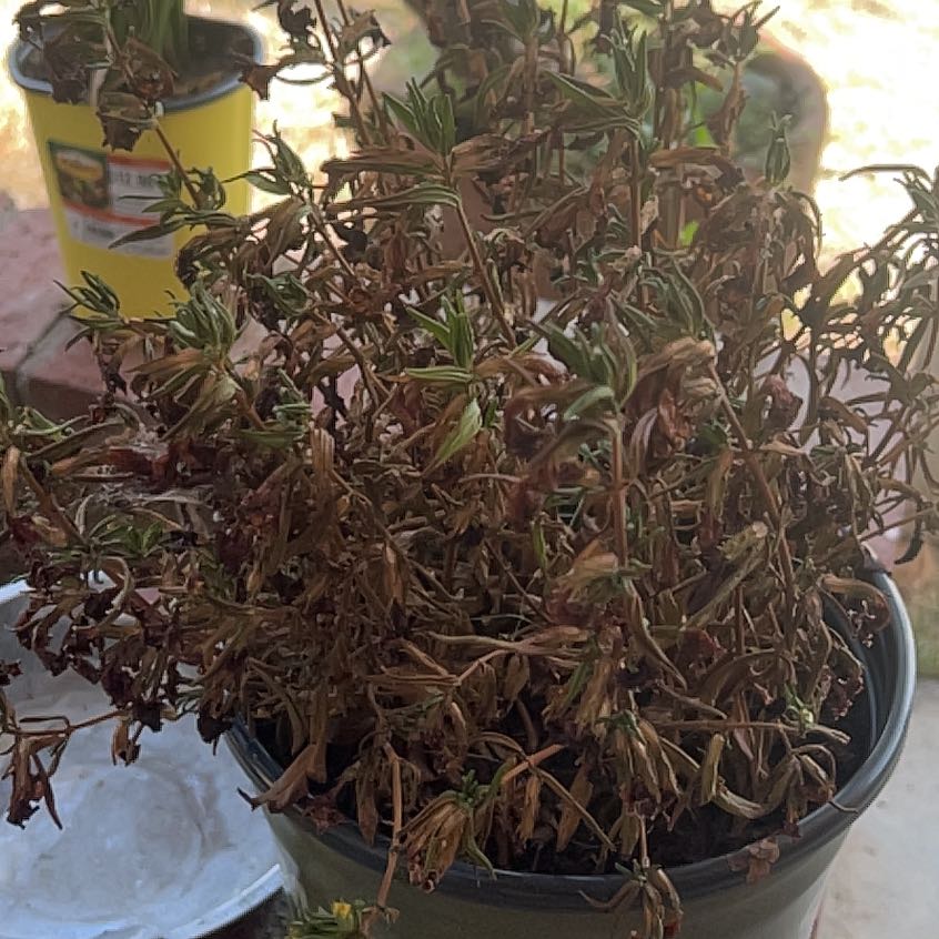 Photo of the plant species Sticky Monkey Flower 'Mai Tai' by @FunGooseberry51 named Luna on Greg, the plant care app