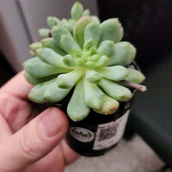 Photo of the plant species Sedeveria 'Blue Elf' by @AbleGutweed57 named Curie on Greg, the plant care app