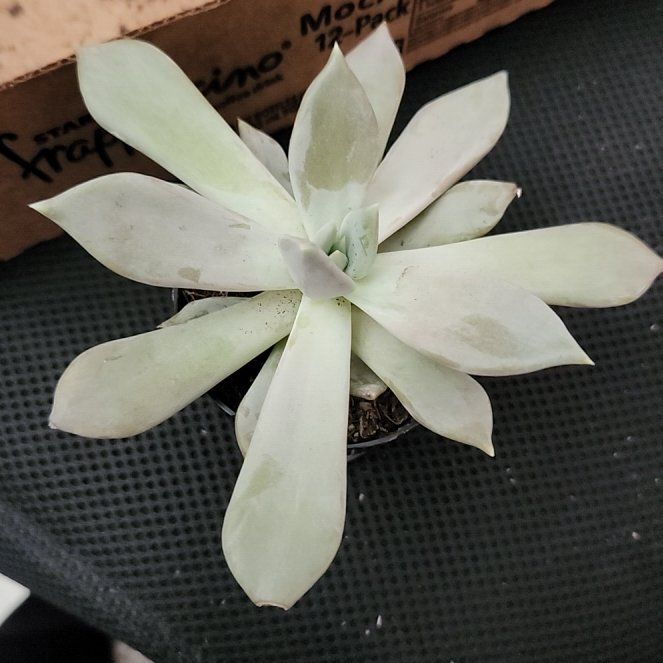 Photo of the plant species Pachyphytum 'Margrit' by @AbleGutweed57 named Sahara on Greg, the plant care app