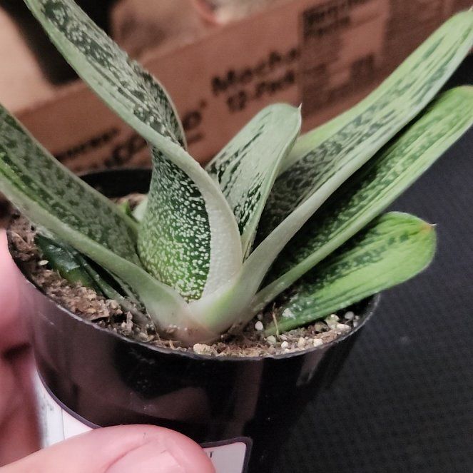 Photo of the plant species Gasteria 'Little Warty' by @AbleGutweed57 named Coco on Greg, the plant care app