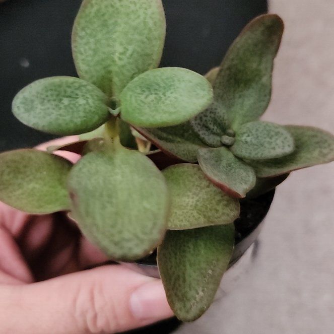 Photo of the plant species Crassula multicava 'Bleeding Heart' by @AbleGutweed57 named Taylor Swift on Greg, the plant care app