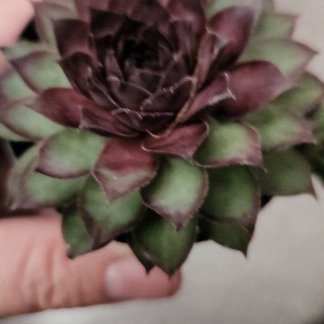 Photo of the plant species Assorted Hens and Chicks by @AbleGutweed57 named Fernie Mercury on Greg, the plant care app
