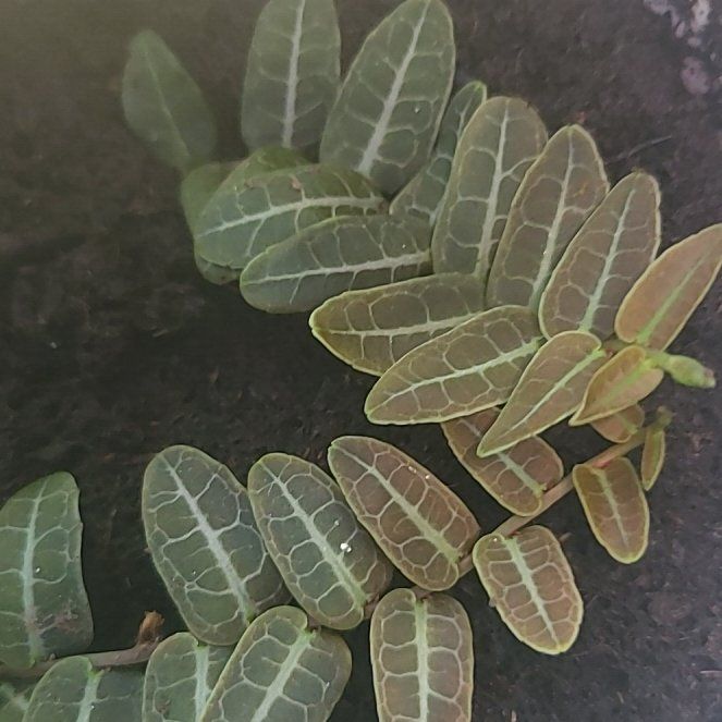 Photo of the plant species Marcgravia by @VeteranCosmo96 named Nemo on Greg, the plant care app
