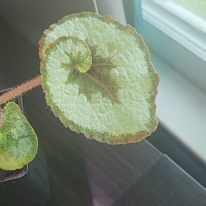 Photo of the plant species Rex Begonia 'Escargot' by @VeteranCosmo96 named Messi on Greg, the plant care app