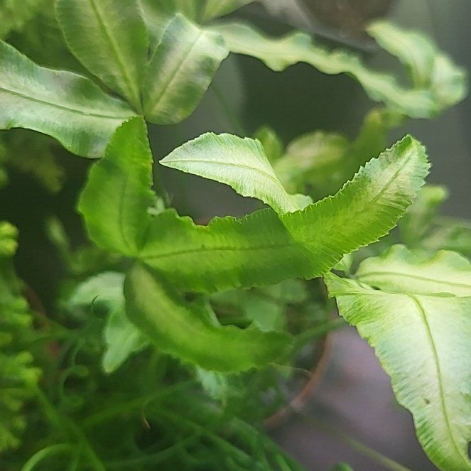 Photo of the plant species Cretan Brake by @VeteranCosmo96 named Tree Diddy on Greg, the plant care app