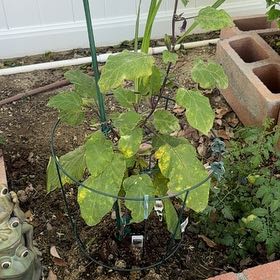 Photo of the plant species Eggplant by @RealRedcap74 named Leonardo on Greg, the plant care app