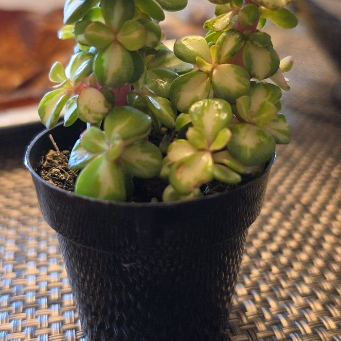 Photo of the plant species elephant bush by @LovableFanpalm named Eleanor on Greg, the plant care app