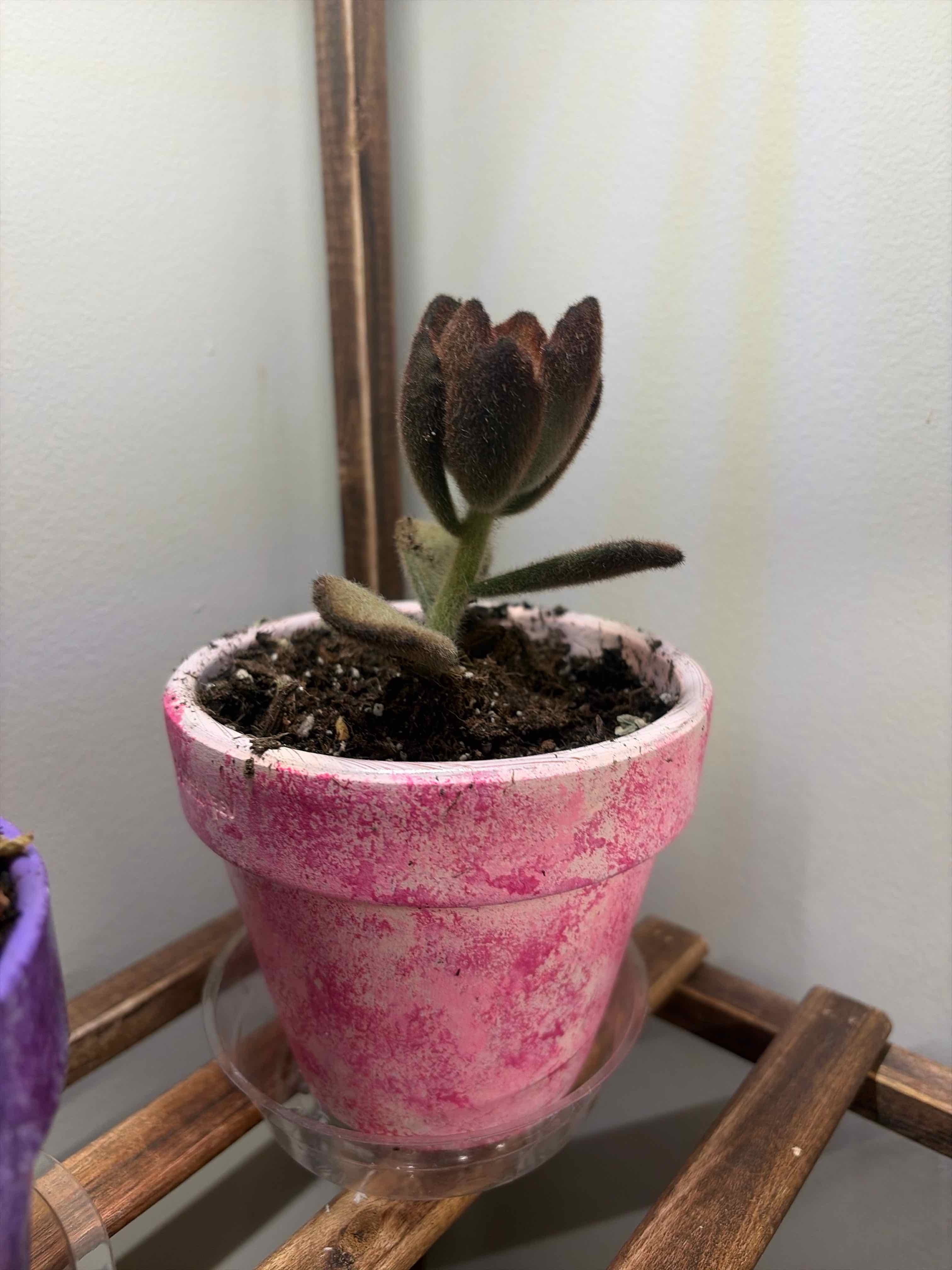 Photo of the plant species Kalanchoe 'Teddy Bear' by @FastMoonstone15 named Ted on Greg, the plant care app