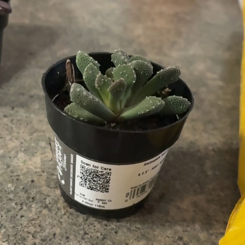Photo of the plant species Aloinopsis luckhoffii by @HunkyChincactus named Linda on Greg, the plant care app