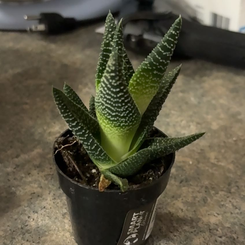 Photo of the plant species Pillansii by @HunkyChincactus named Paul on Greg, the plant care app
